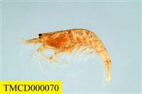 藏品(粗糙沼蝦 )的圖片